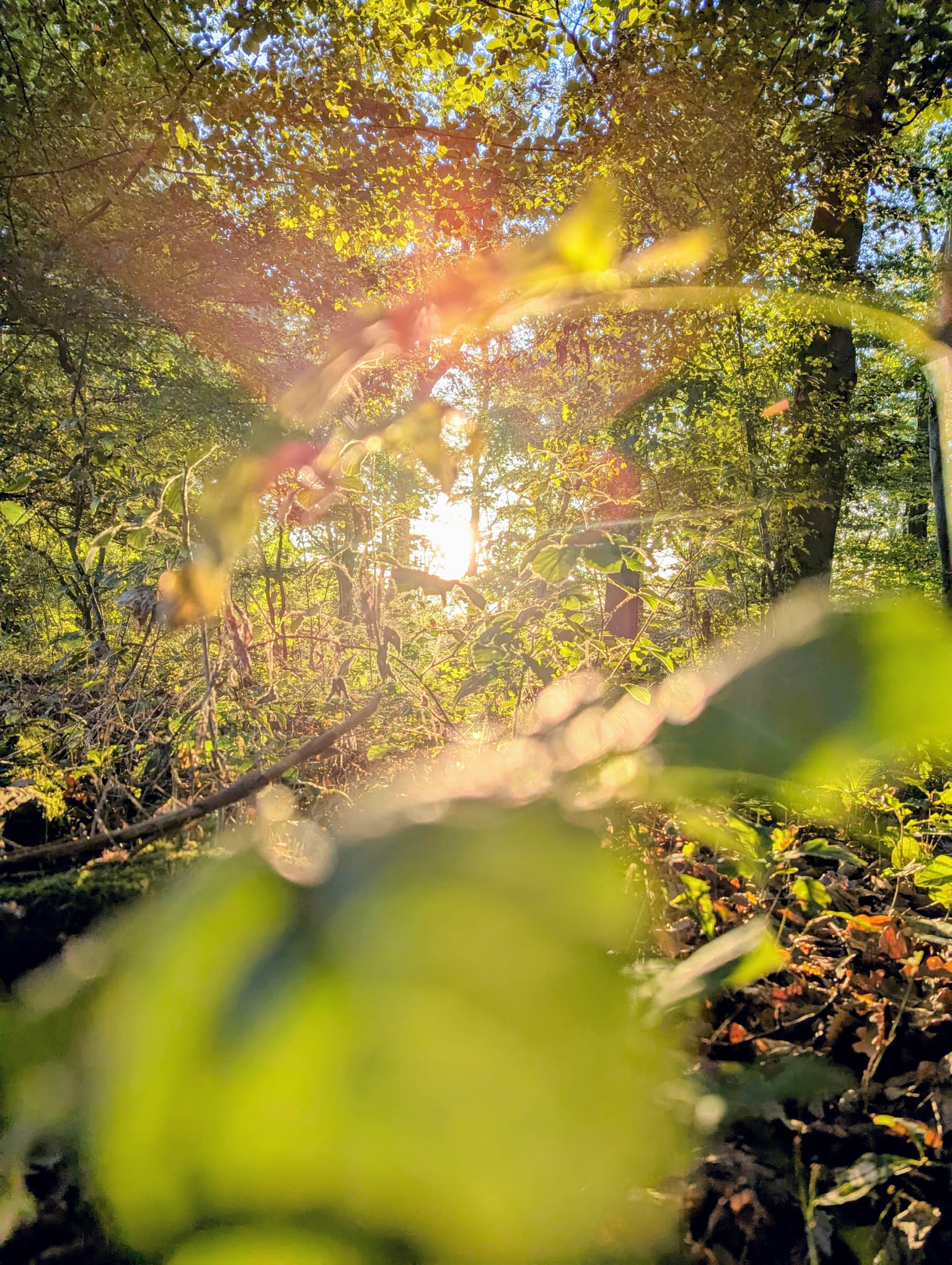 IMG-20250923-WA0022(1)