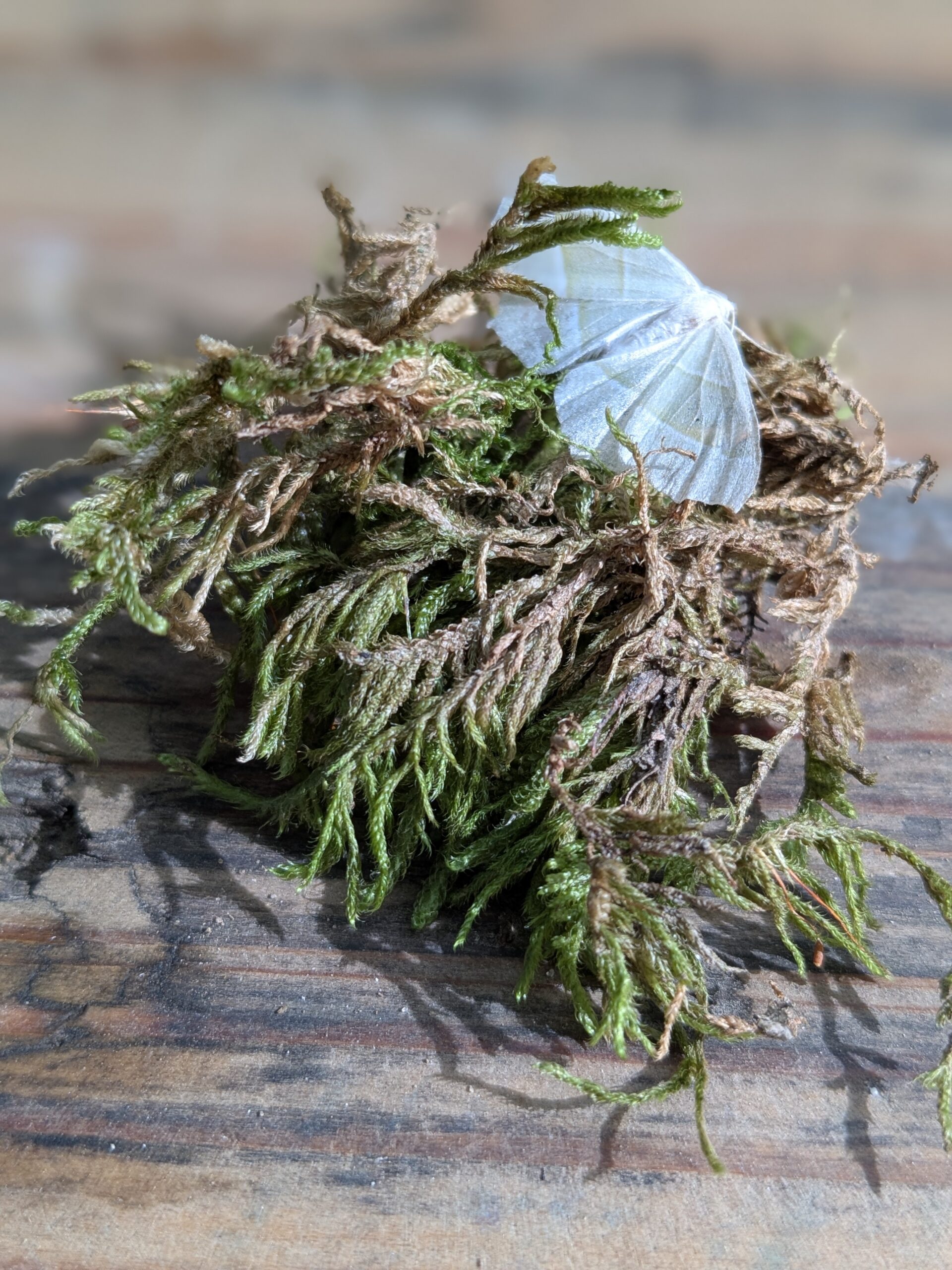 PXL_20250923_091752946.PORTRAIT